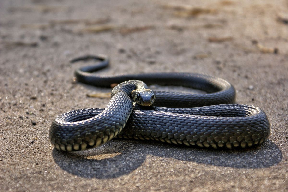 Safe and Effective Snake Removal