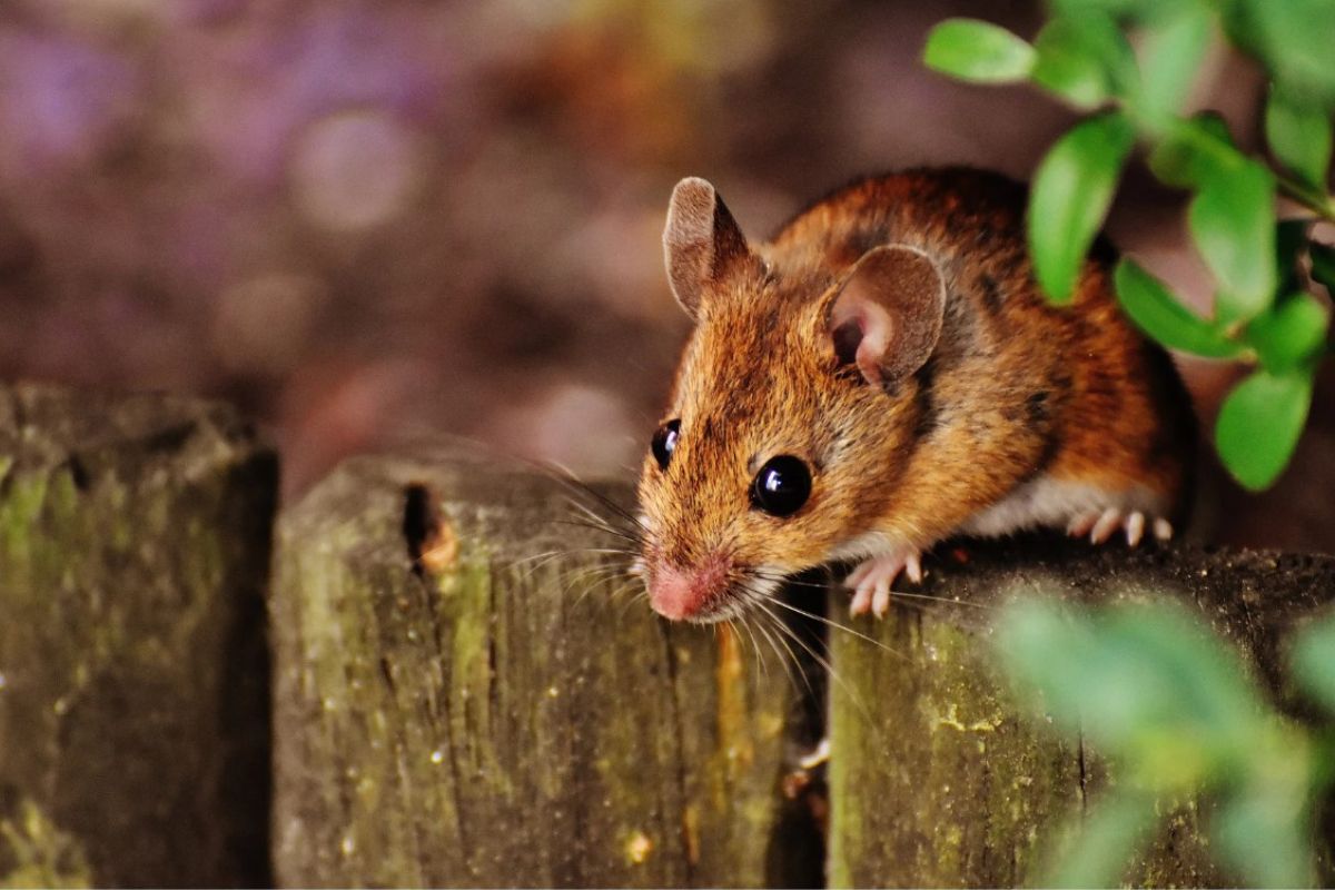 Non-Harmful & Eco-Friendly Critter Control