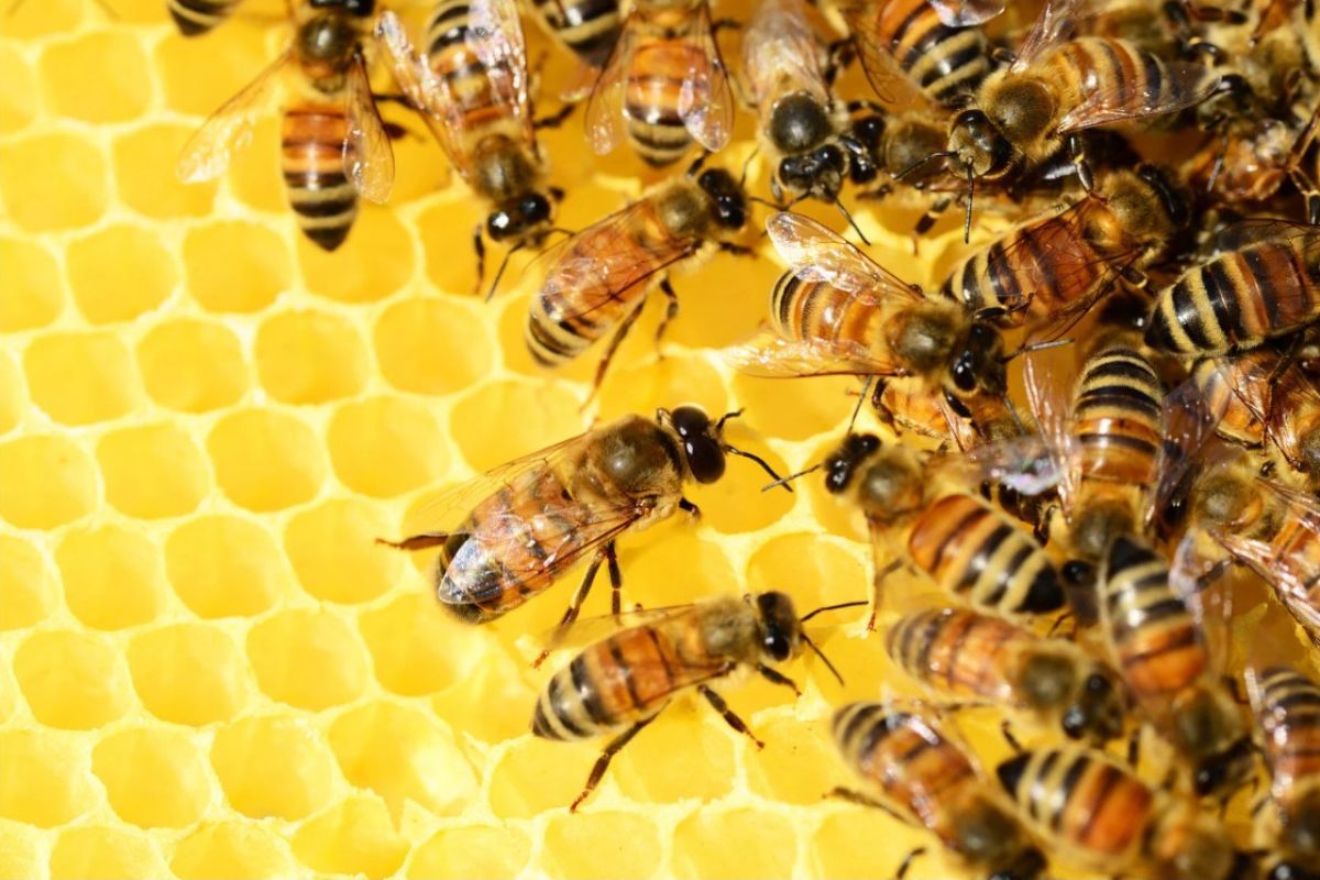 Professional Bee Control Services