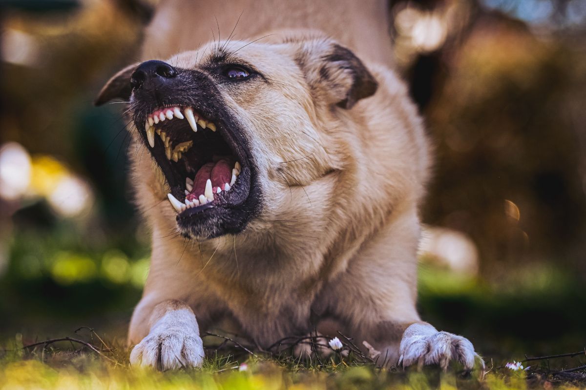 Safety Measures for Aggressive Dog Behavior