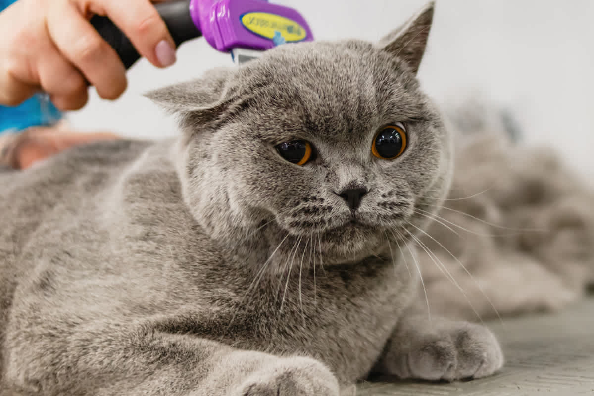 Easing Pet Grooming Anxiety with Mobile Services