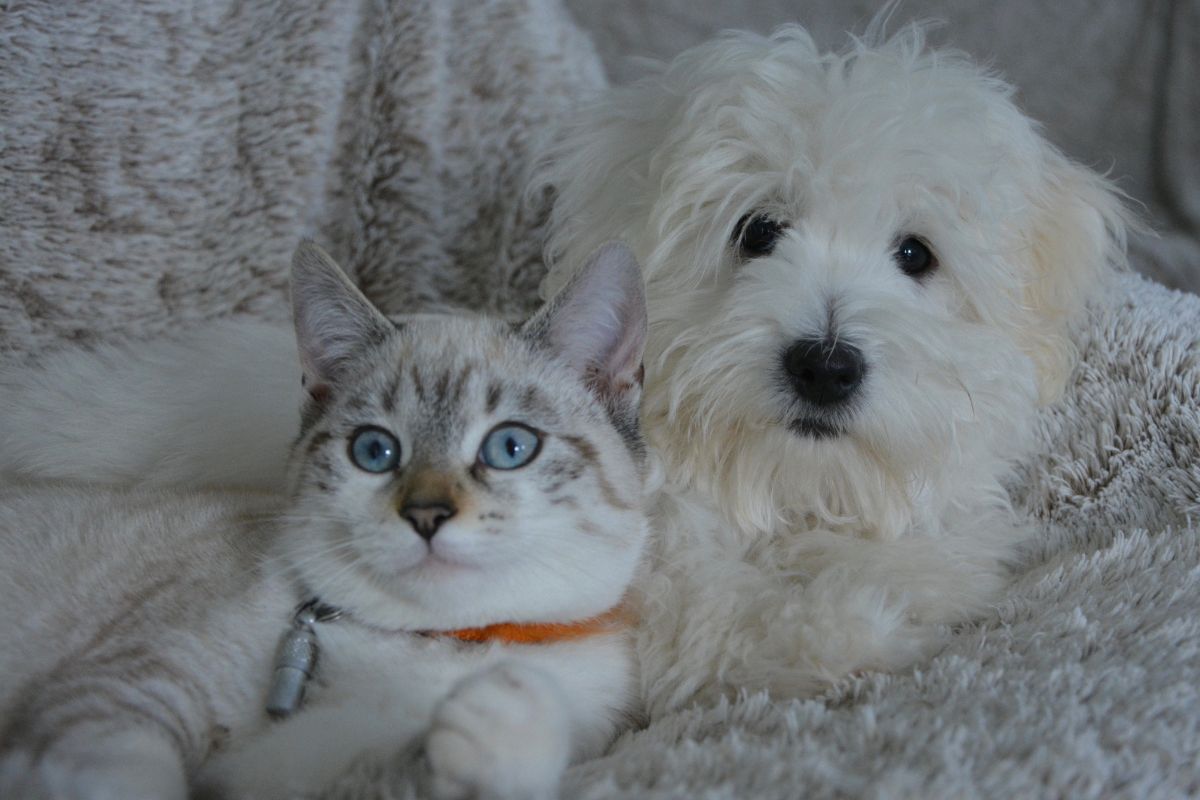 Available Pet Sitting Time Slots