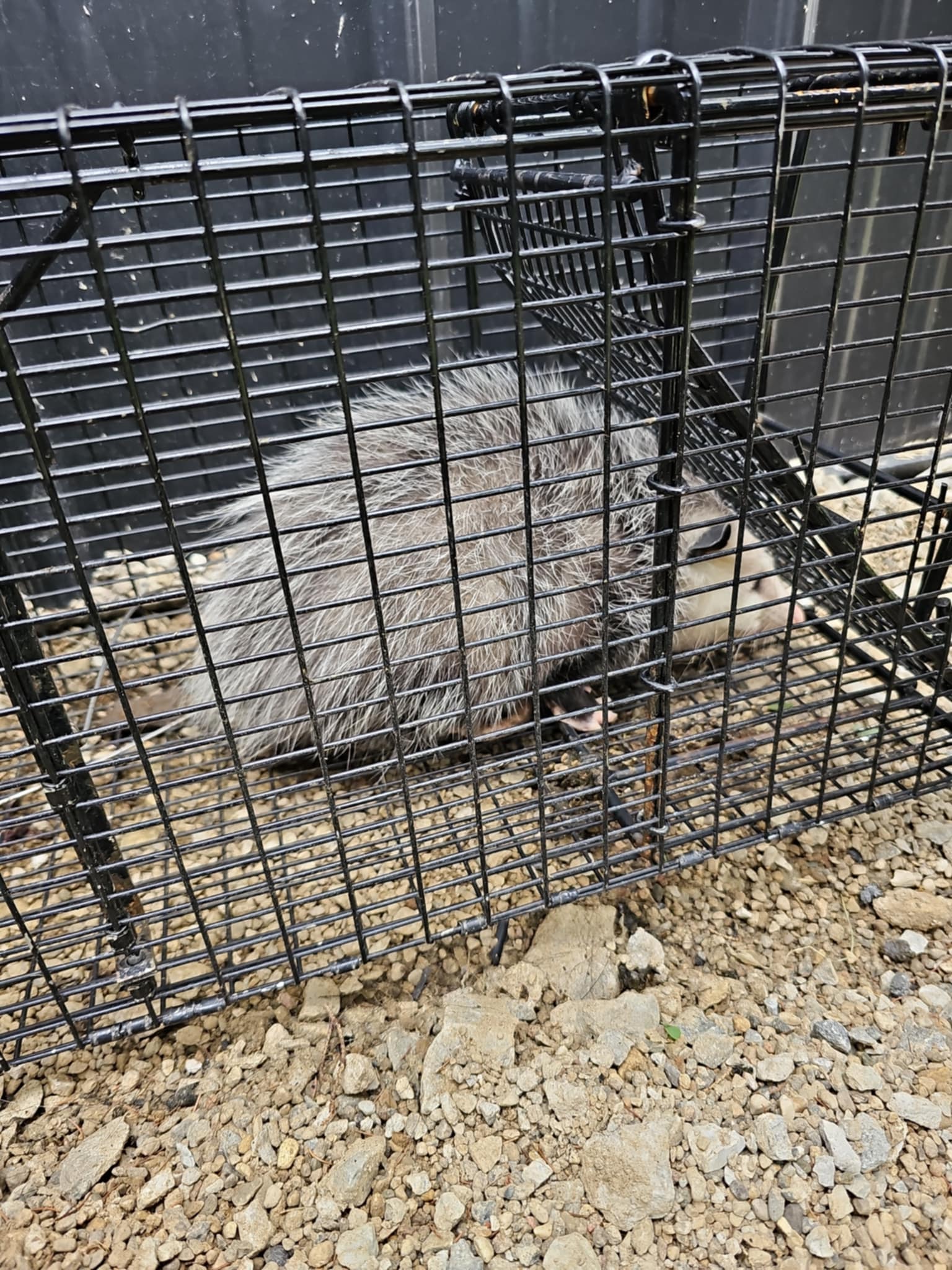 Professional Wildlife Removal Services